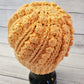 Organic cotton - Circus Peanut